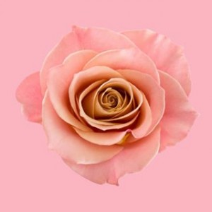 Logo Sexualidad Creativa