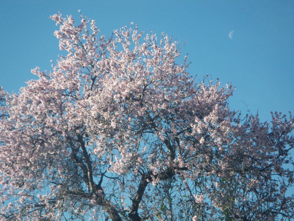 Luna fin de invierno