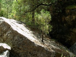 La fuerza de la vida