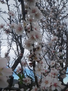 Almendros 2016
