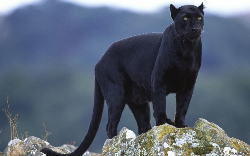 Puma negro