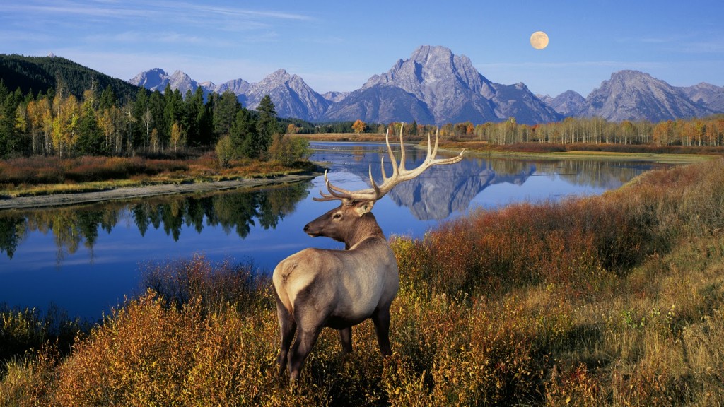 05 Mar 2006, Grand Teton National Park, Wyoming, USA --- Bull Elk Standing on Banks of Snake River --- Image by © Buddy Mays/Corbis