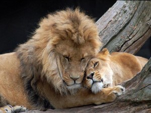 León y leona