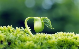 Inteligencia natural a