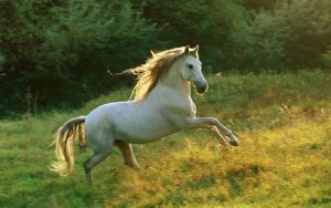 Caballo
