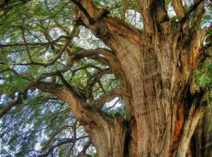 Árbol mágico