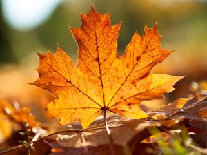 Otoño